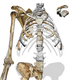 Image for article titled This ancient hominin could replace Lucy as humanity's closest evolutionary ancestor